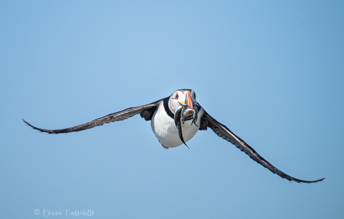 CCassinettoPuffinFlightw-fish-0045.jpg