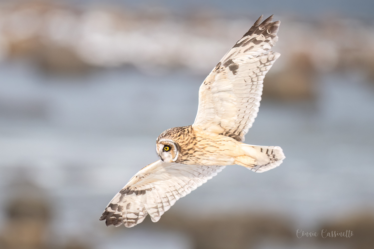 CCassinettoShort-eared Owl 2-.jpg