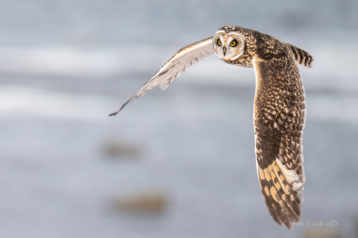 CCassinettoShort-eared Owl 3.jpg