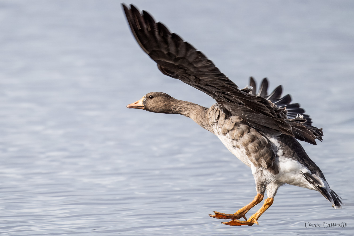 CCassinettoWhite-fronted Goose Landing-3794.jpg