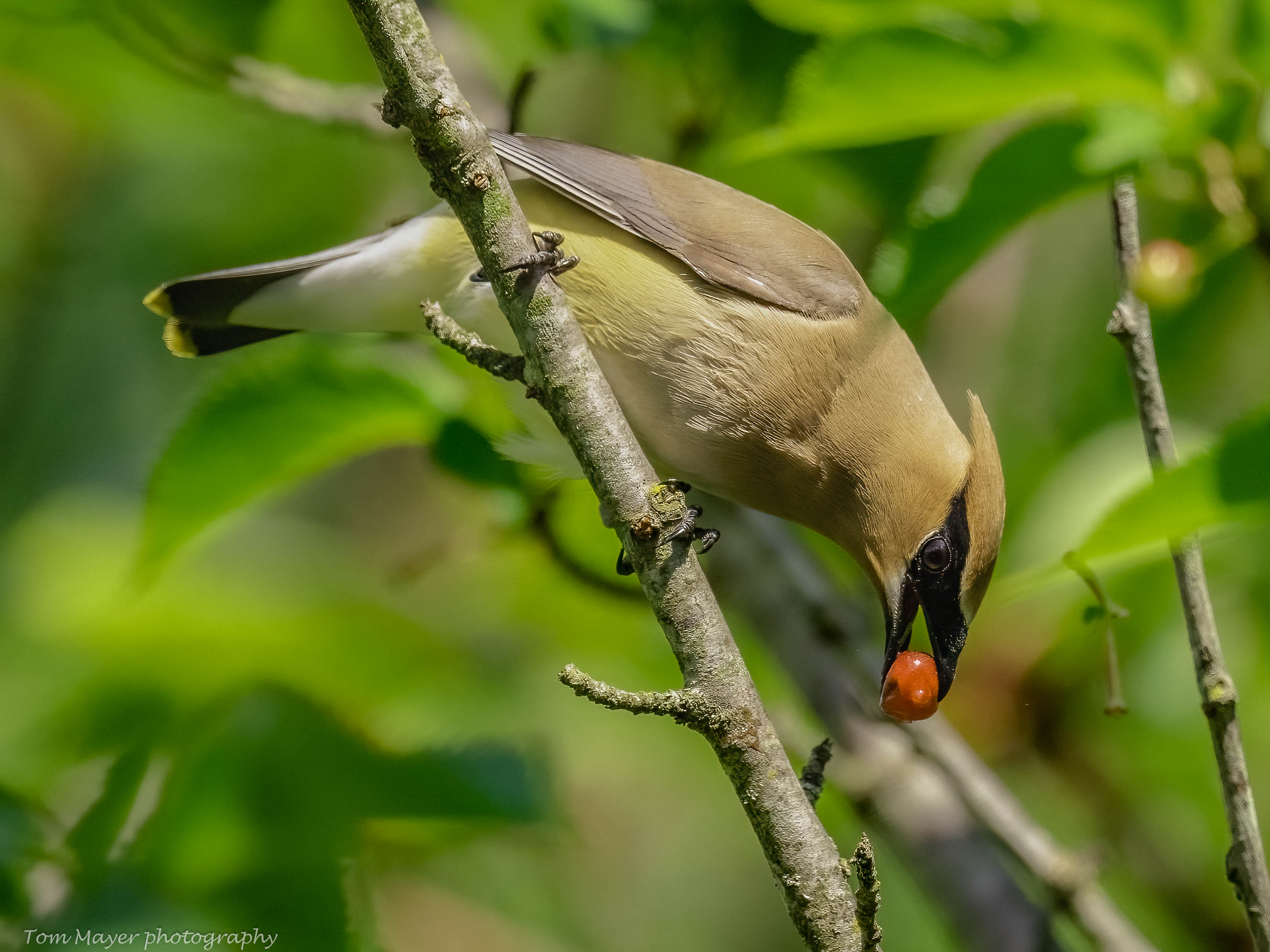 Cedar Waxwing Berry Eating (1 of 1).jpg