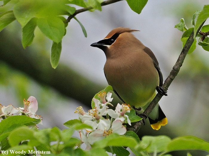 Cedar Waxwing.JPG