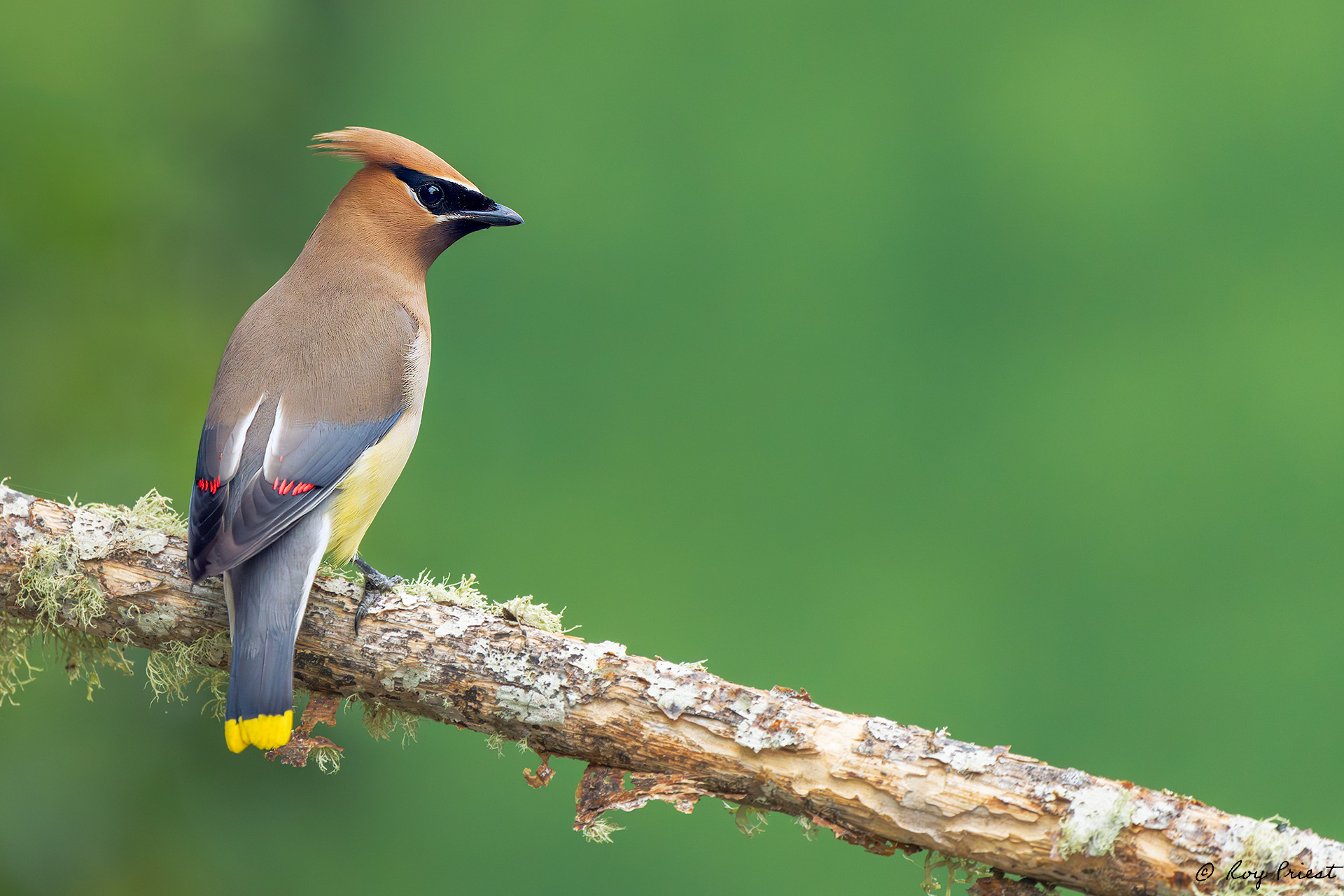 Cedar Waxwing_RP25067.jpg