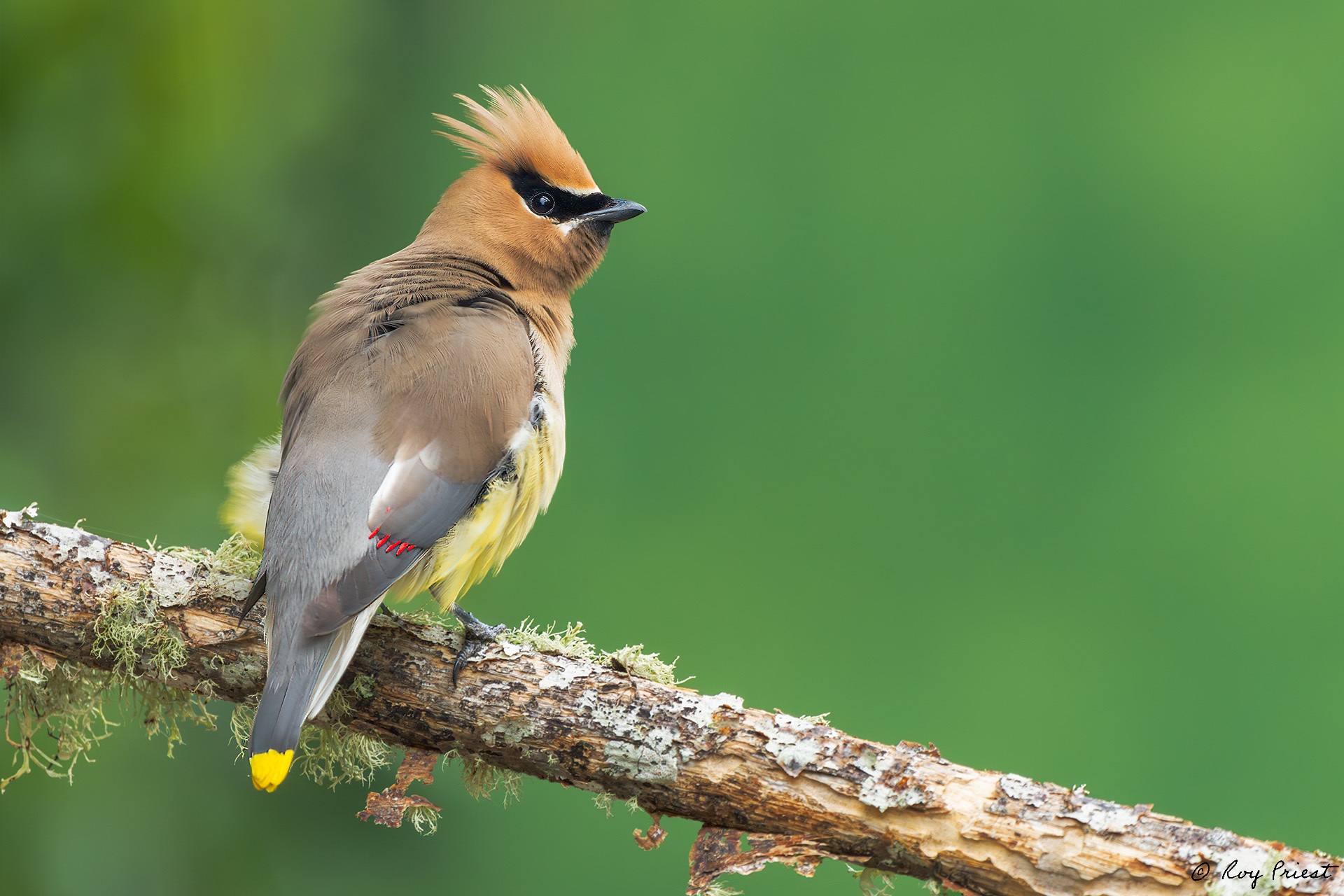 Cedar Waxwing_RP25310.jpg