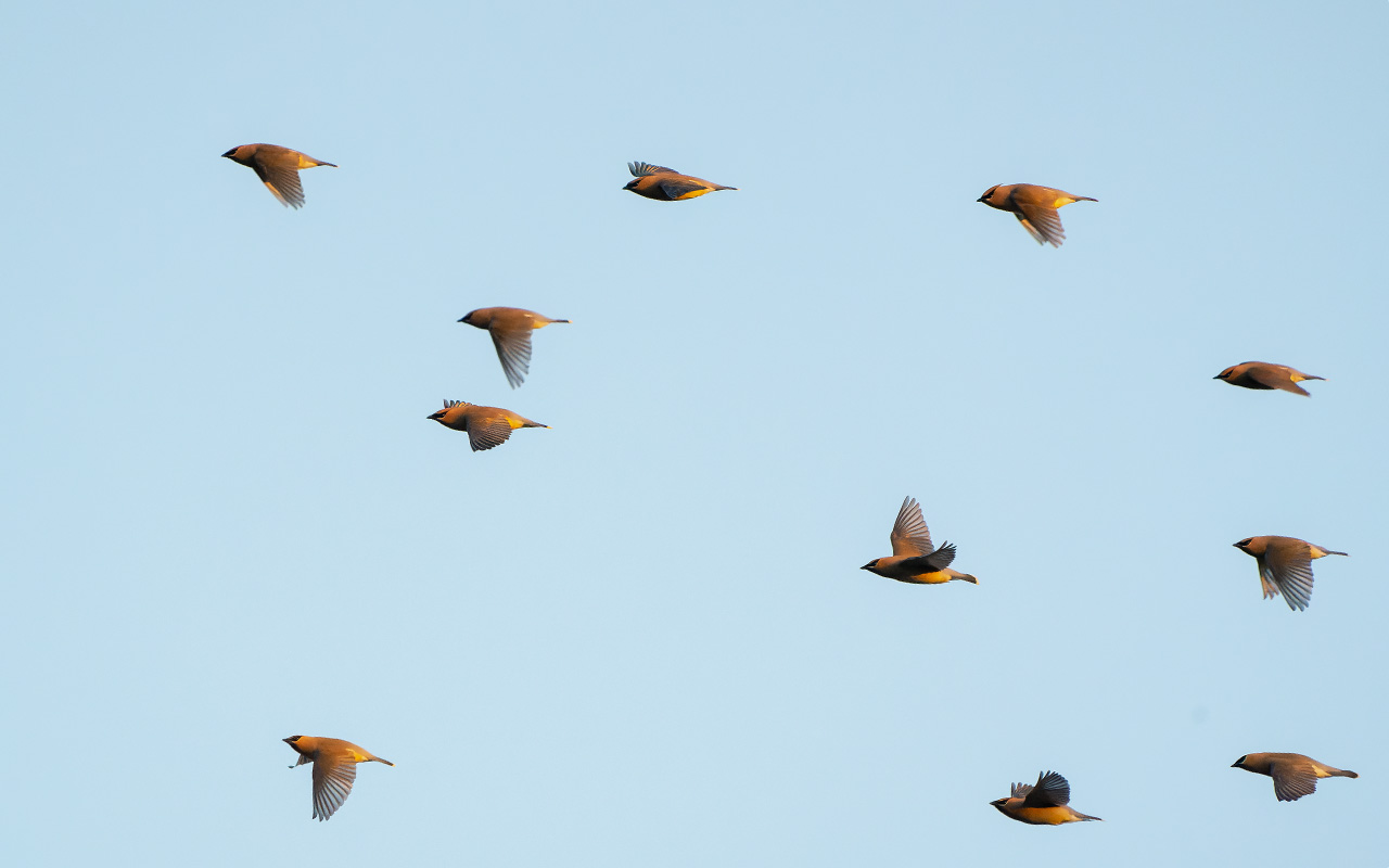 cedarwaxwings.jpg