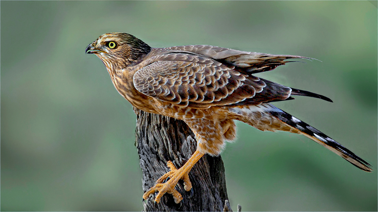 Chanting Goshawk abf.jpg