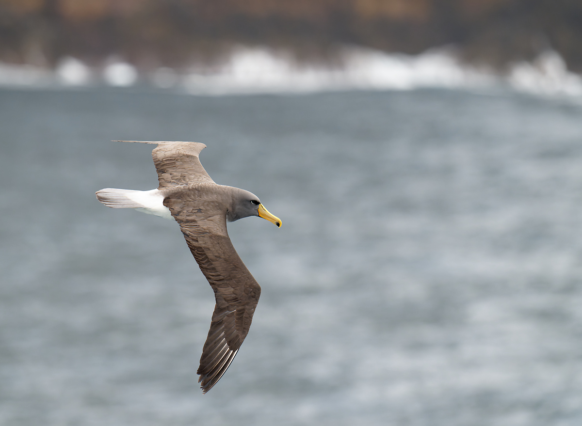 Chatham Island Albatross & habitat 12 1365.jpg