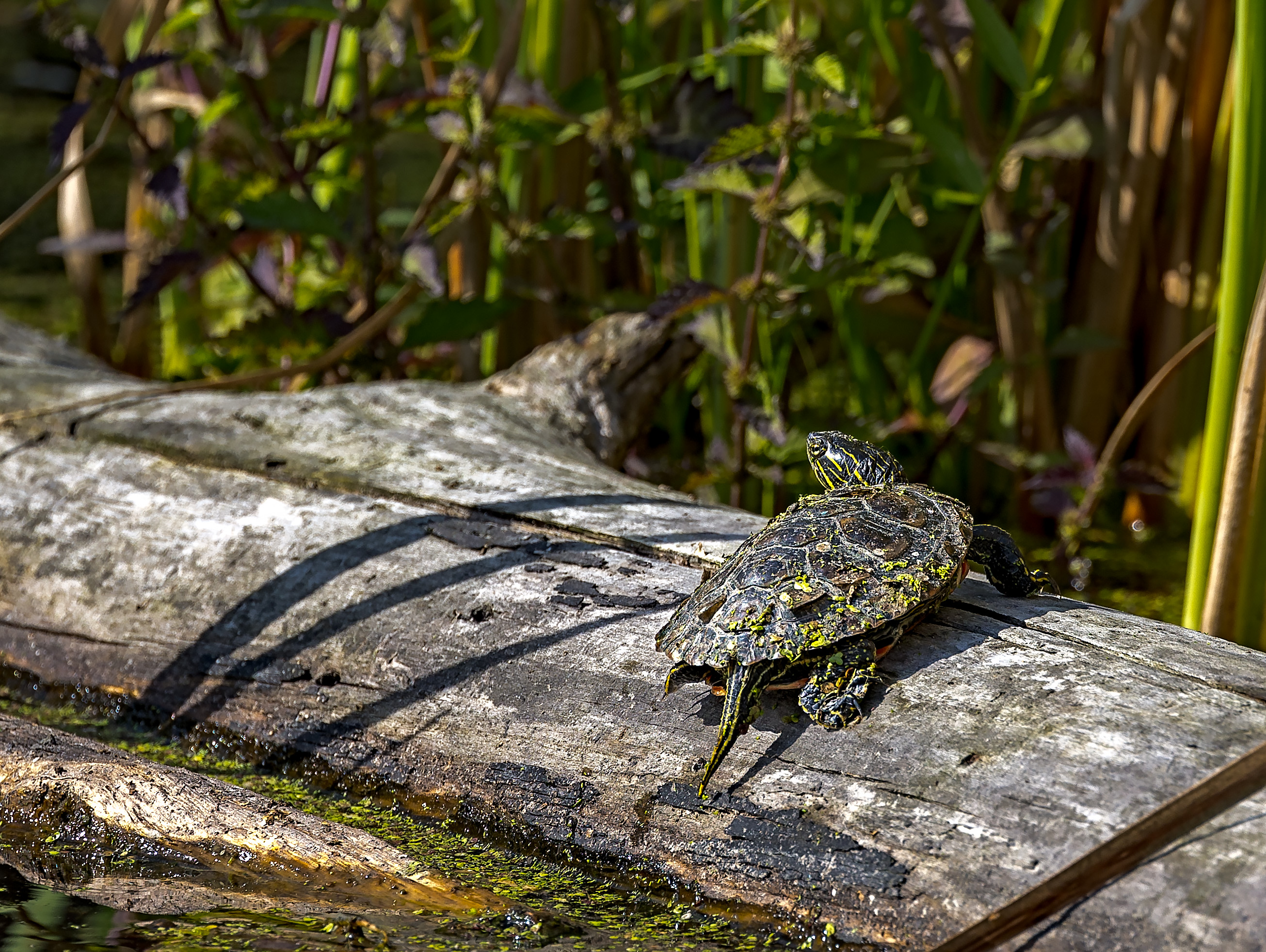 Cheam Lake Marsh-10.jpg