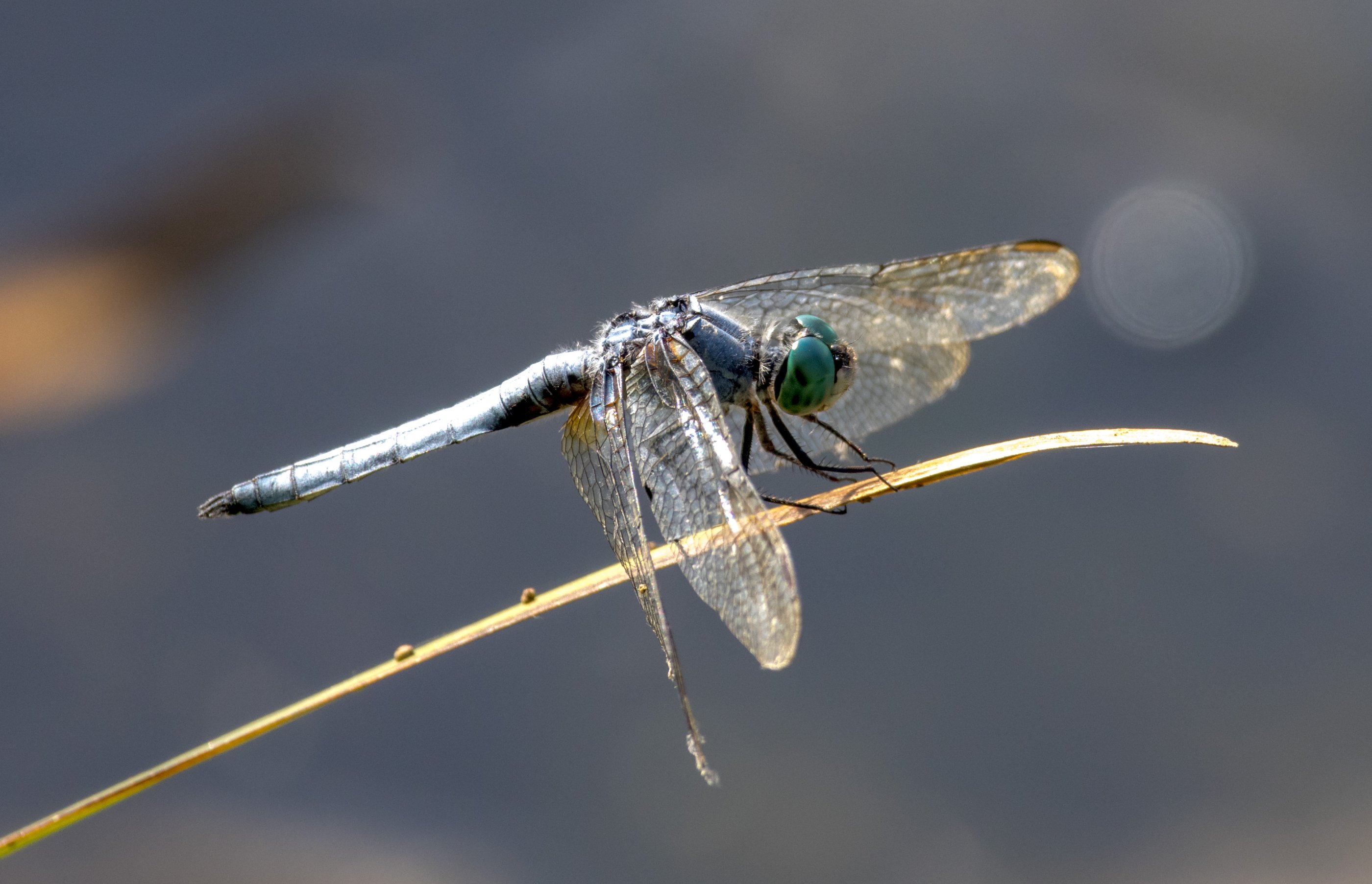 Cheam Lake Marsh-6.jpg