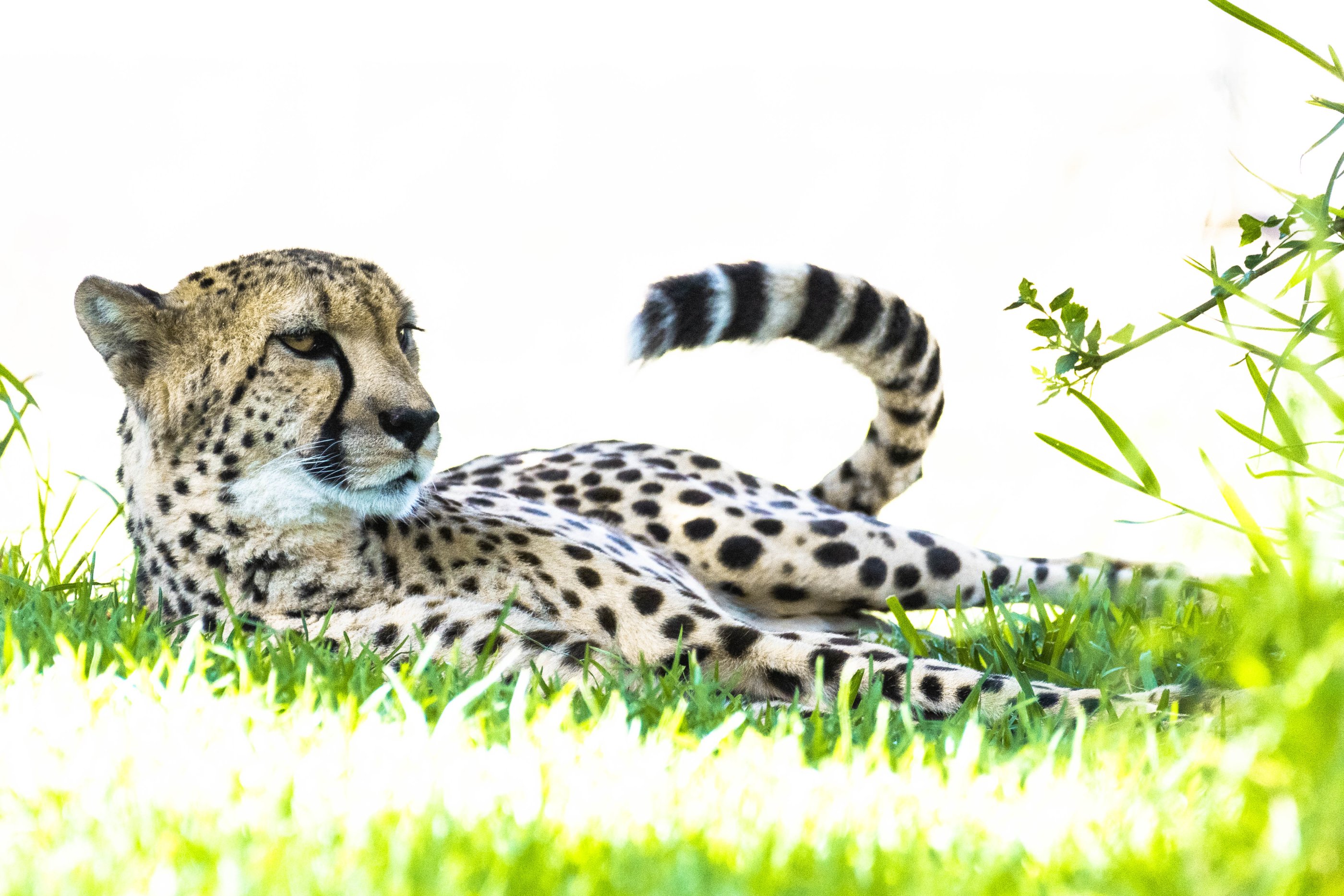 Cheetah Safari Park SD.jpg