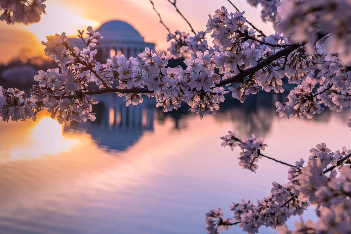 cherry_blossoms_3-22-2022-3.jpg