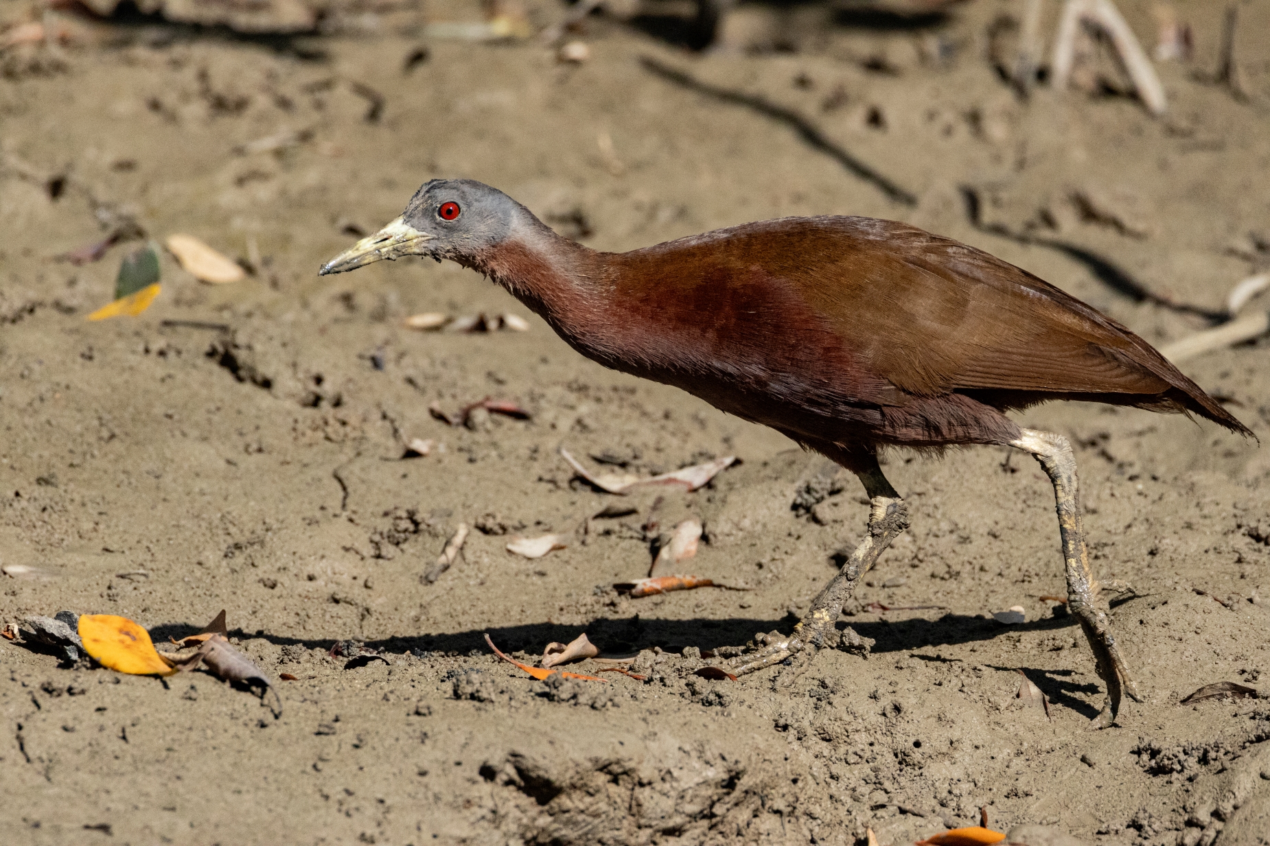 Chestnut Rail Darwin July 2024 PP1-2 resize.jpg