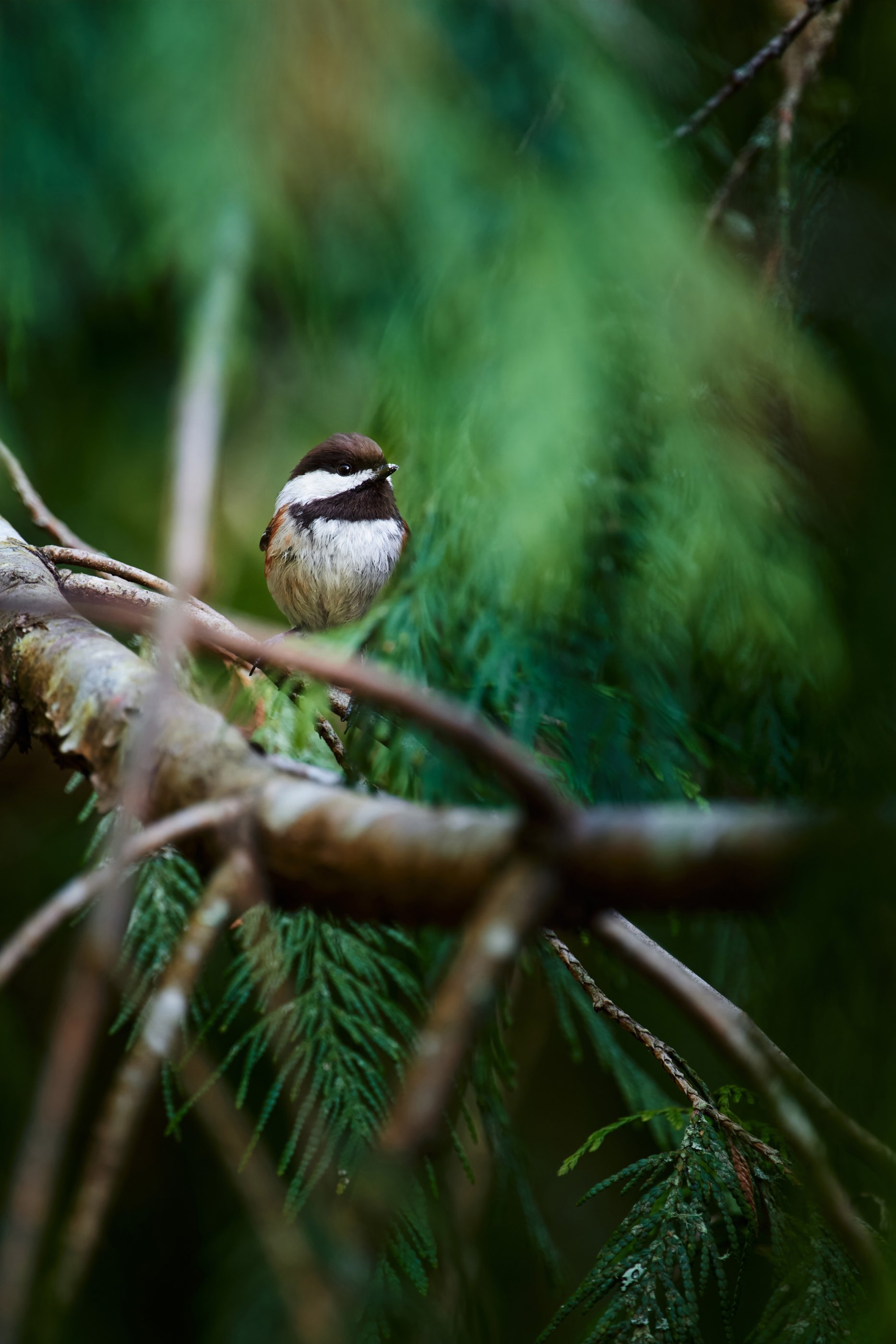 chickadee.jpg