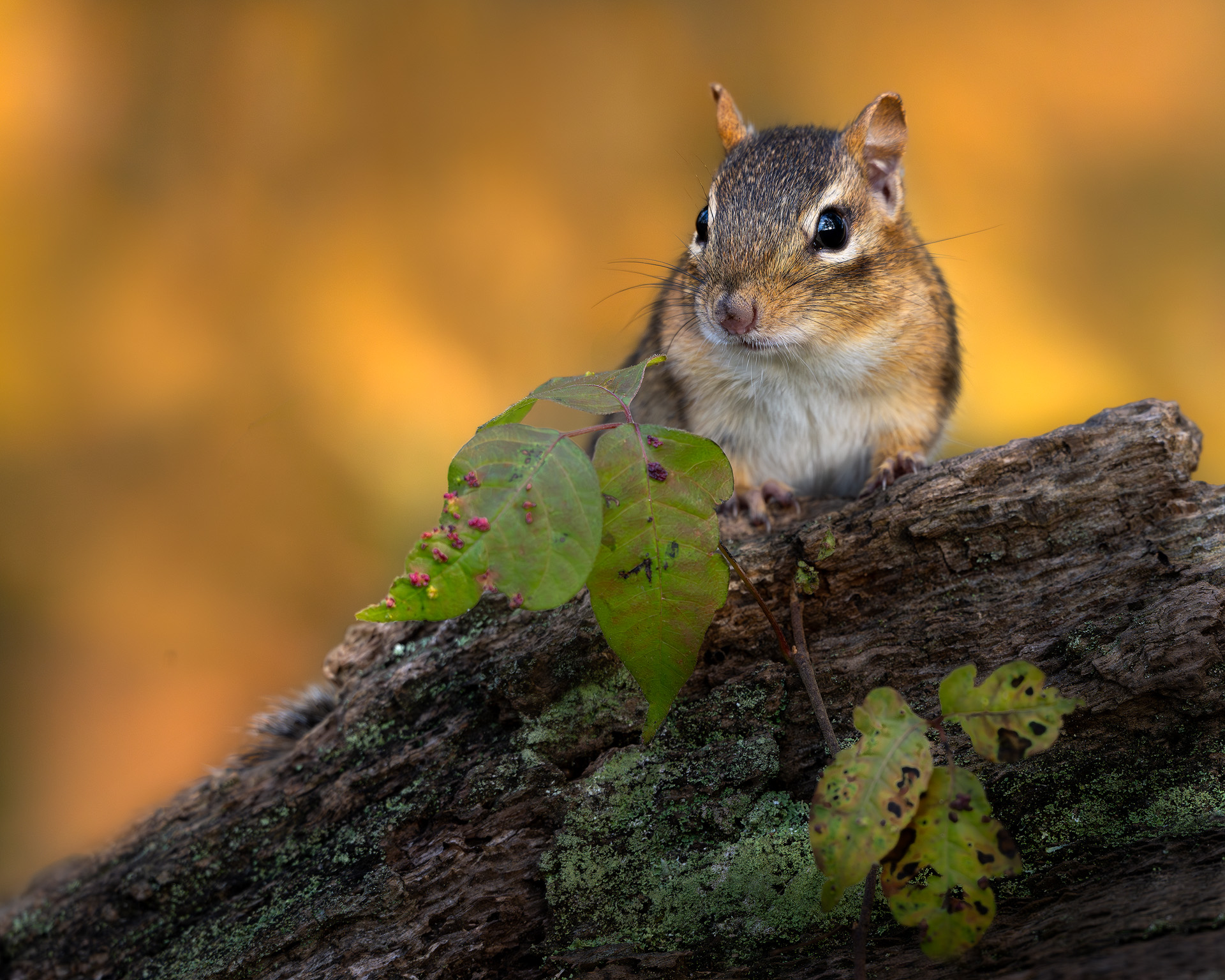 chipmunk.jpg