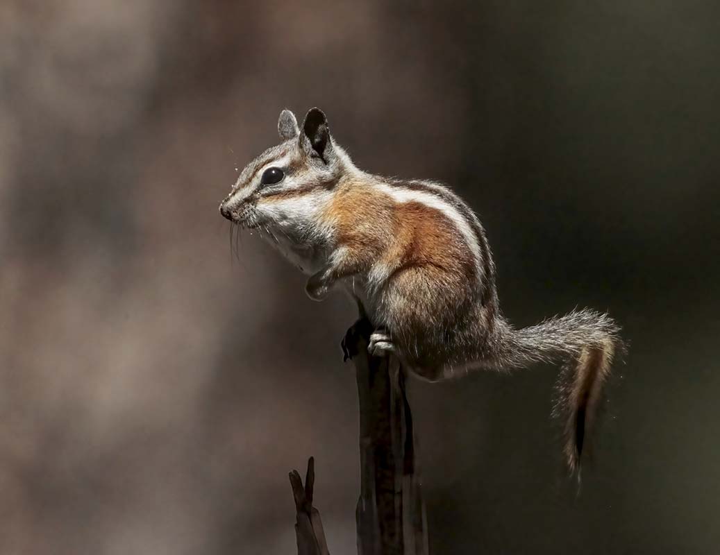 Chipmunk  North Kaibab KG109 07052010_E5C0304-denoise-denoise.jpg