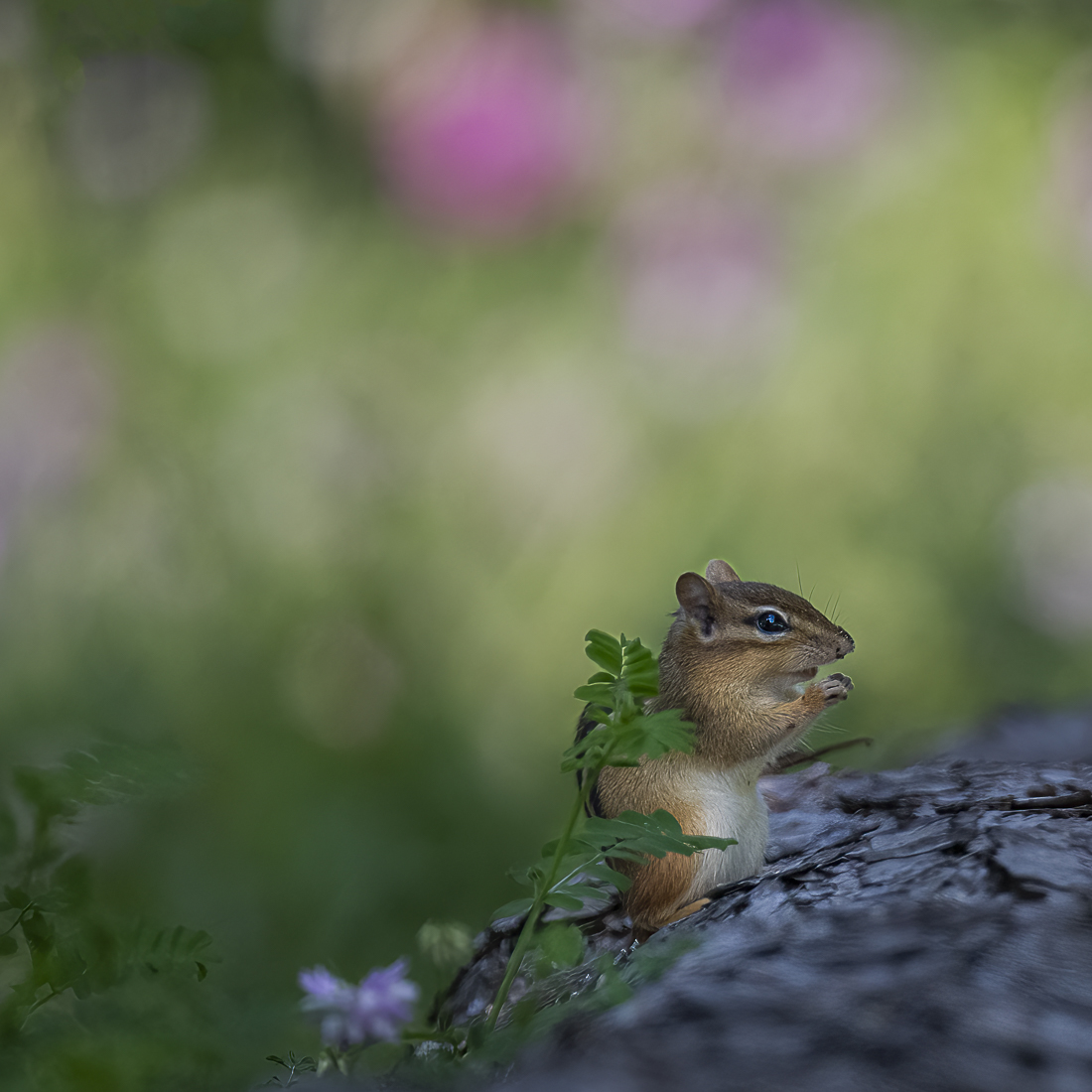 chipmunk on log sized.jpg