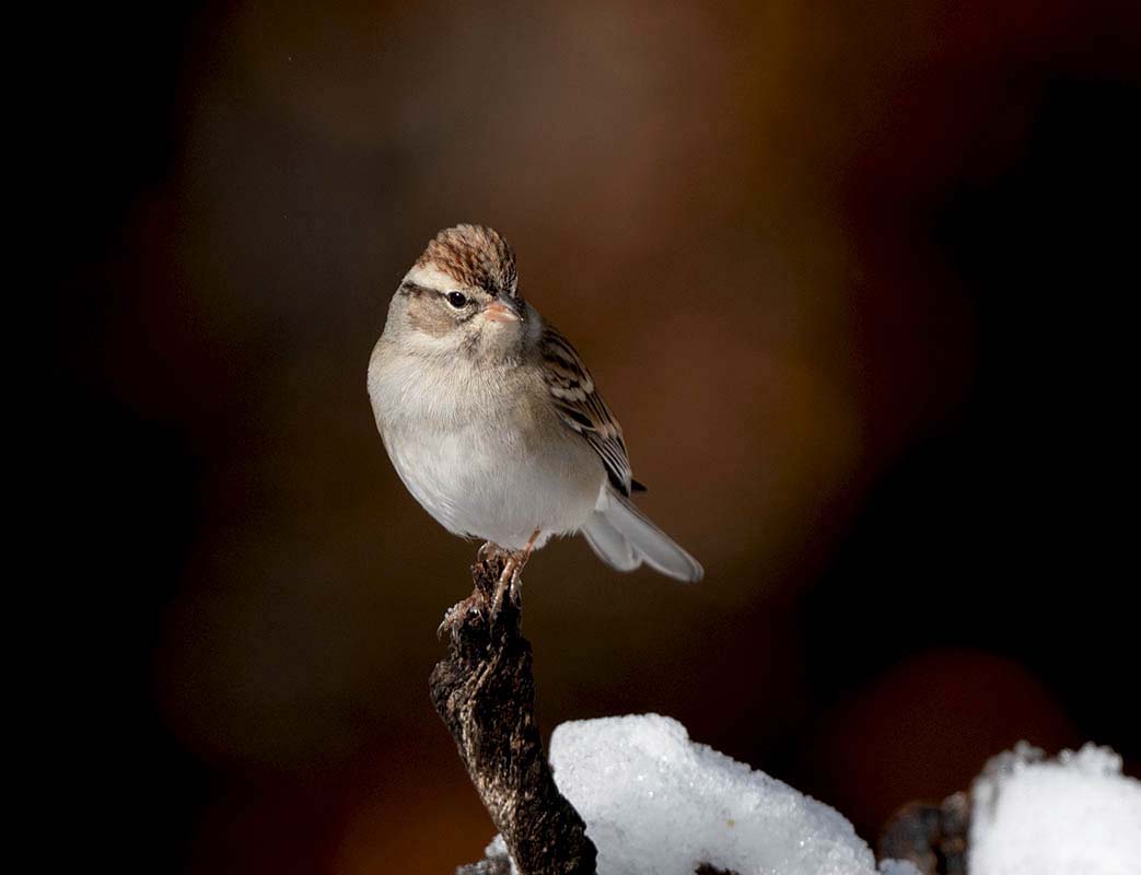 Chipping Sparrow  Tony Battiste's 850_155712272020.jpg