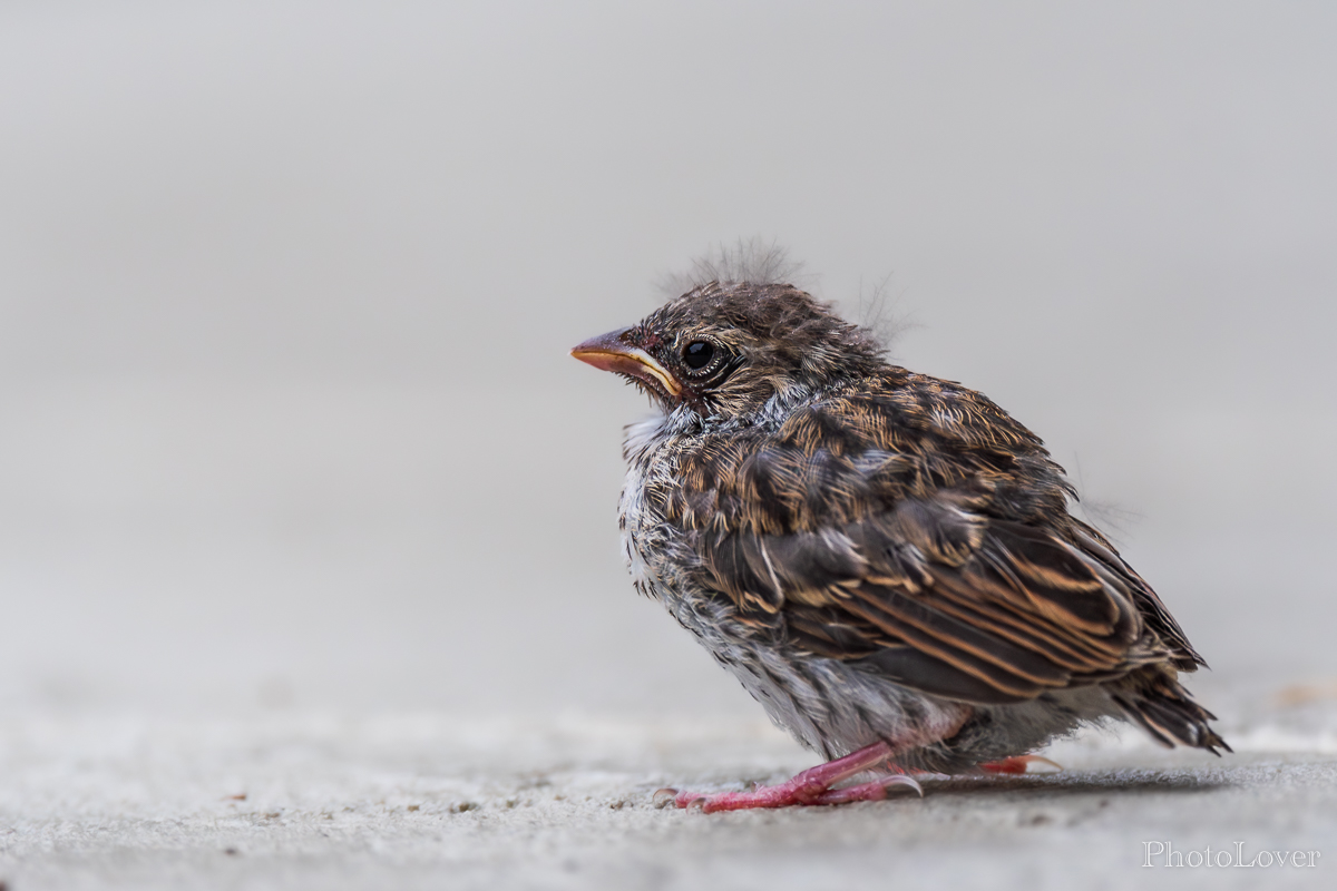 ChippingSparrowFledgling-2.jpg