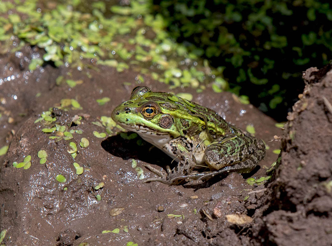 Chirachua Leopard Frog  Empire Ranch stock pond500_248608152019-2.jpg