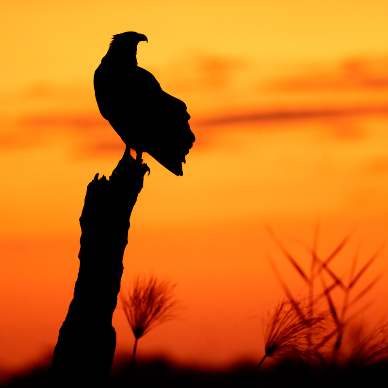 chobe-0515-00404-Edit.jpg