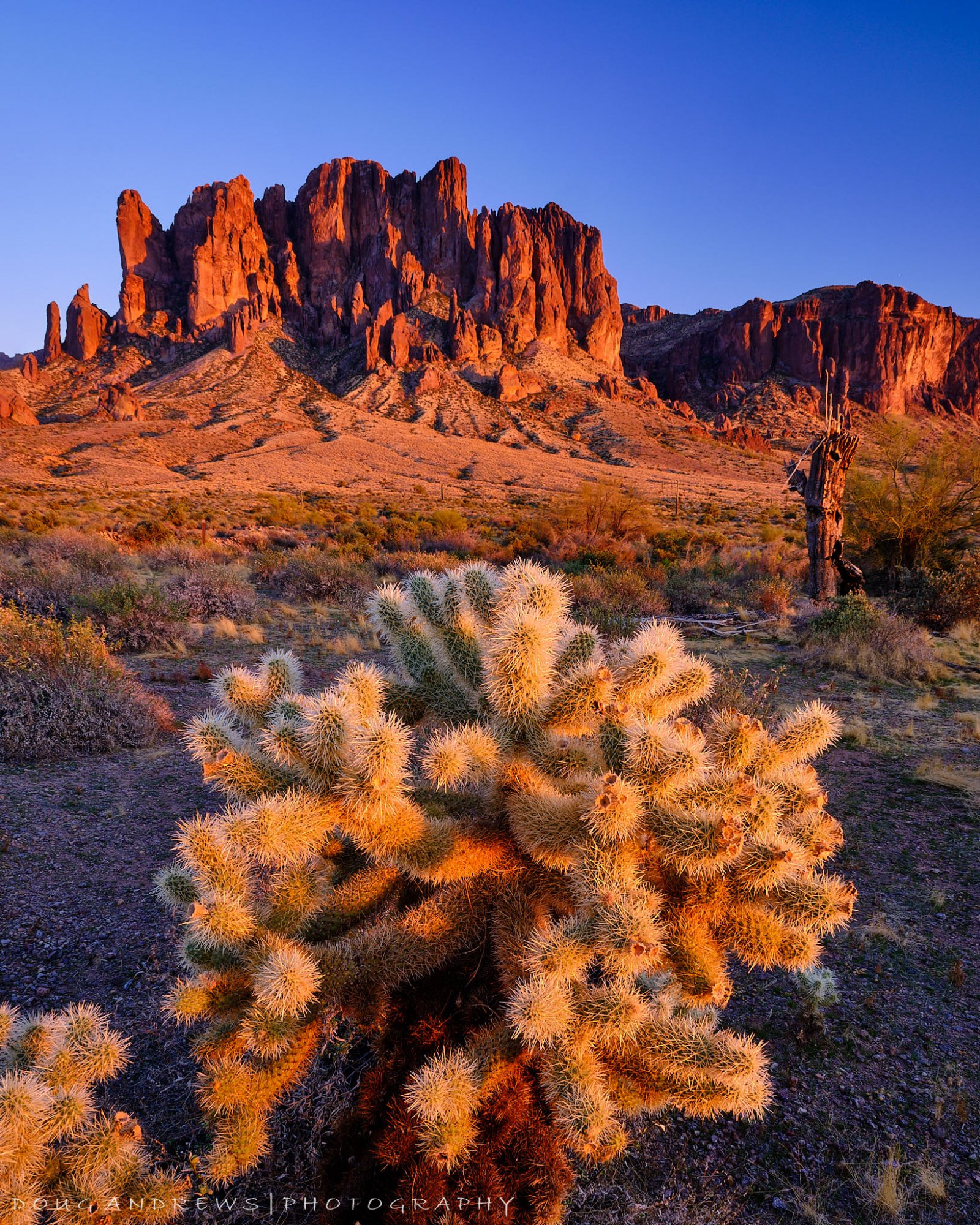 Cholla at the Superstitions.jpg