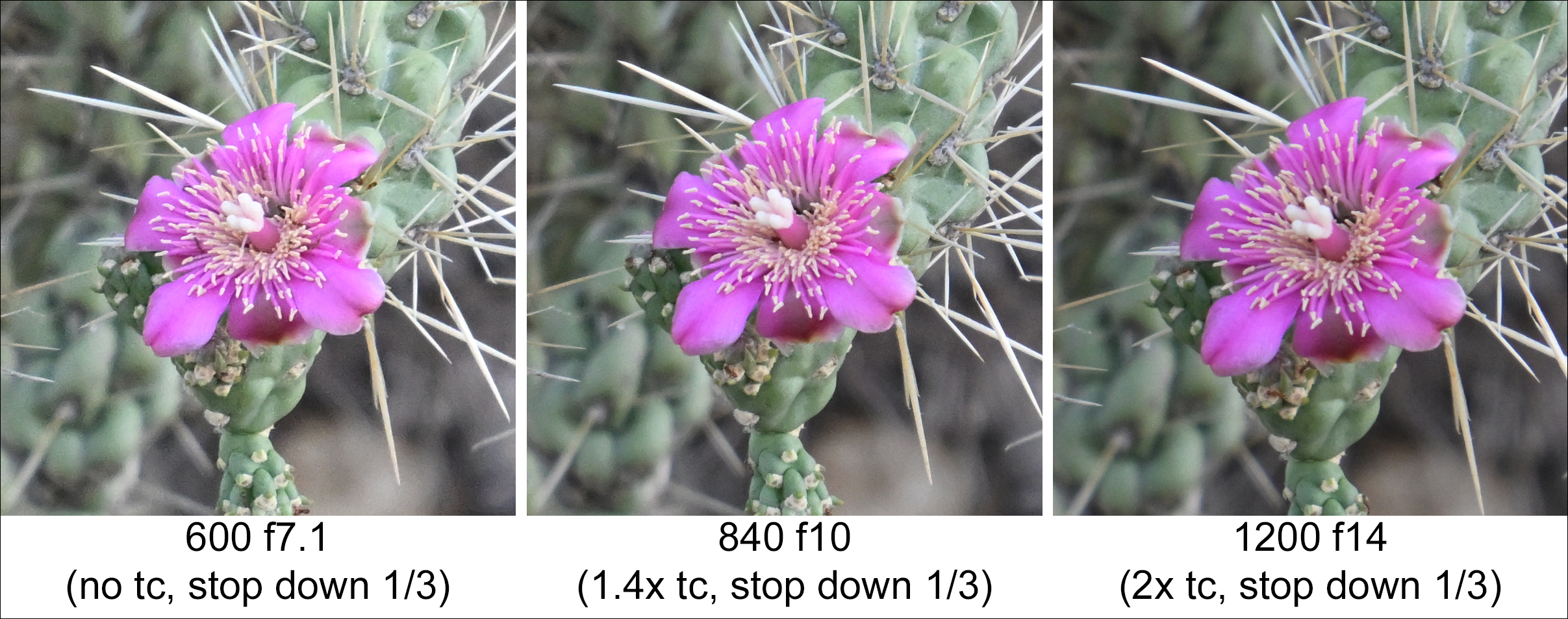 cholla test.jpg