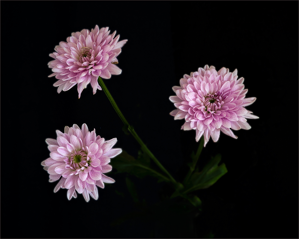 Chrysanthemums 0122 BCG.jpg