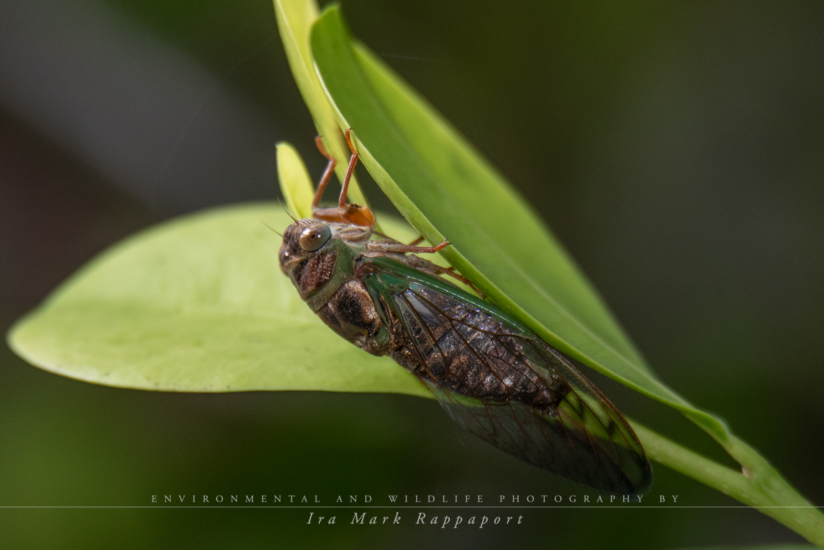  Cicada.jpg