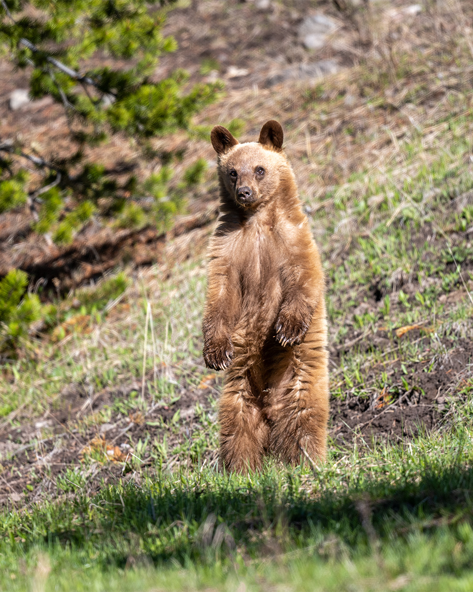 Cinnamon Black Bear Cub Standing BCG Z7I_1660.jpg