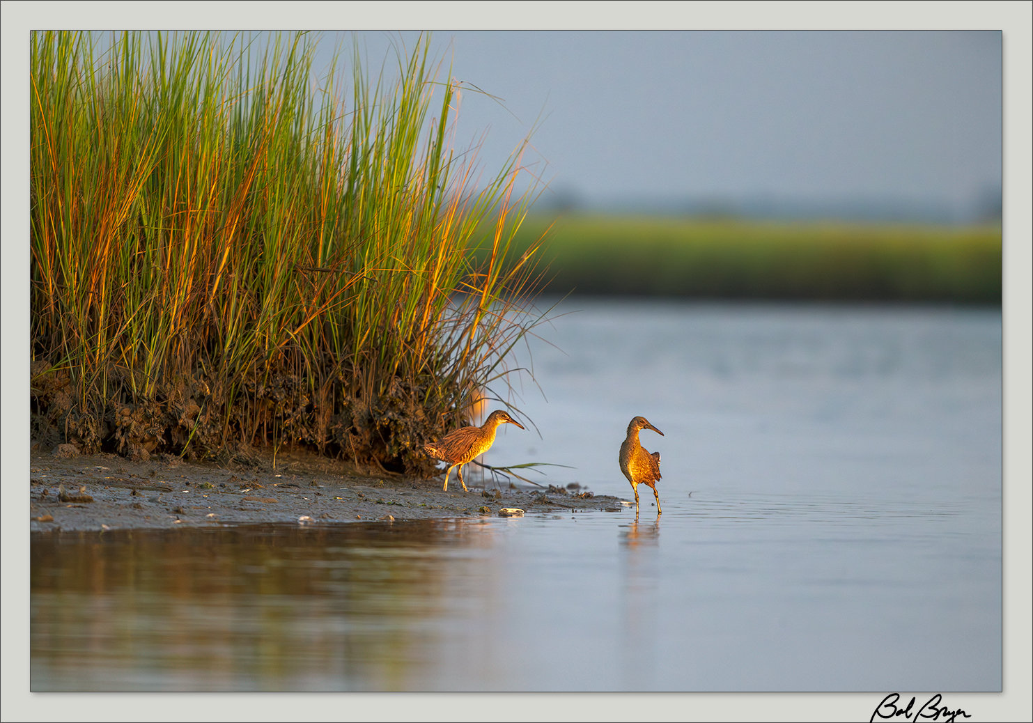 clapper-rail-dawn.jpg