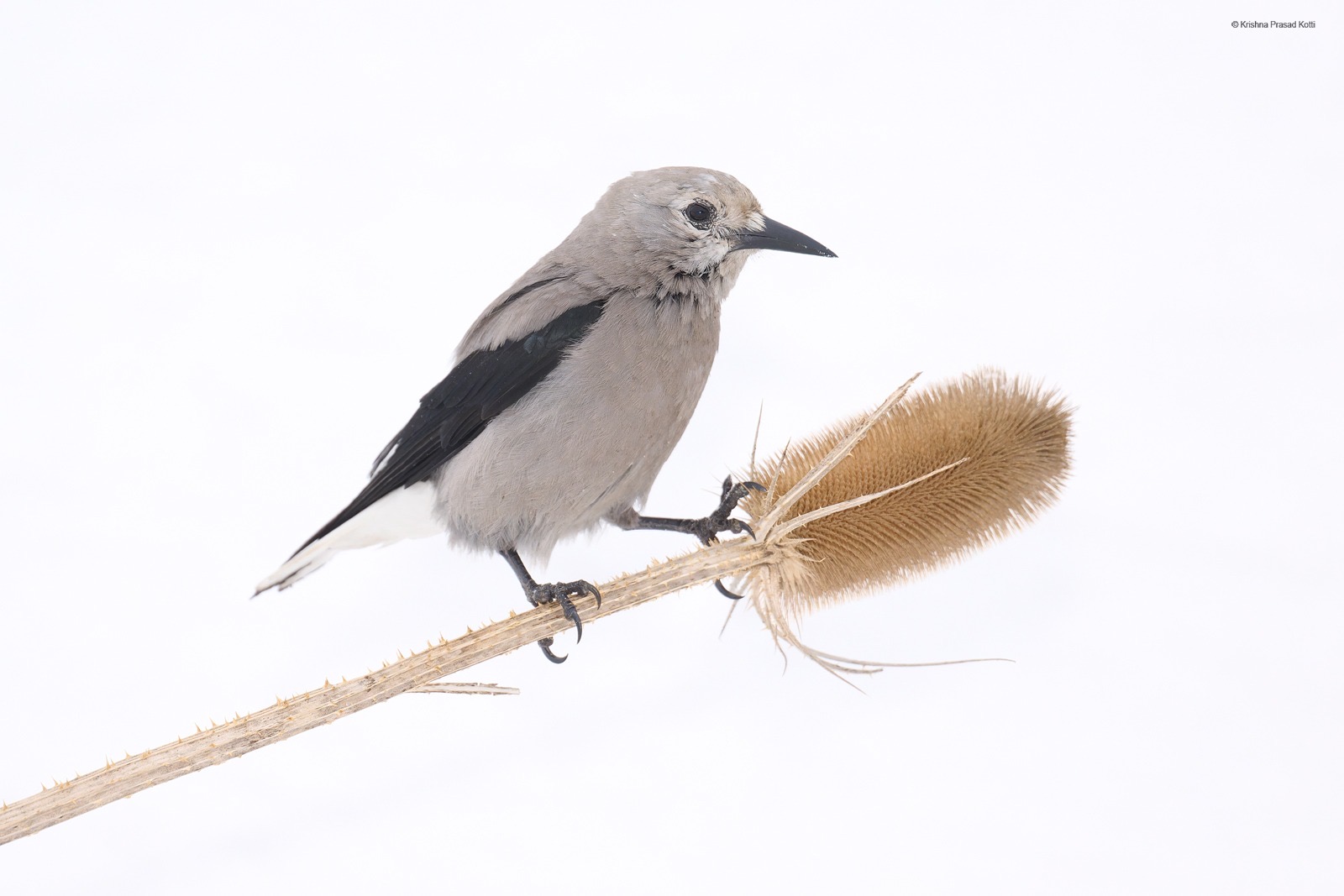 Clarks Nutcracker.JPG