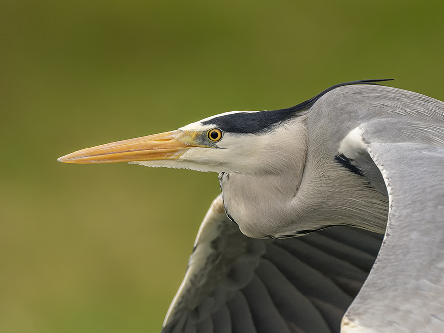 Close heron in flight small.jpg