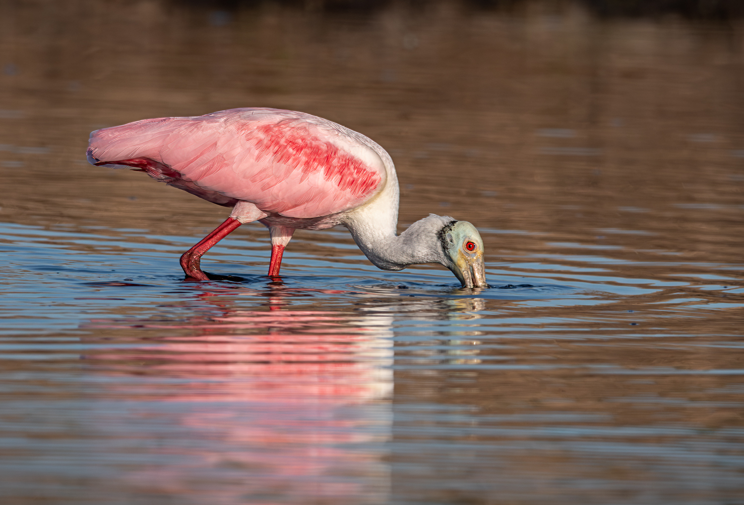 Close up Spoonbill diving 2.jpg