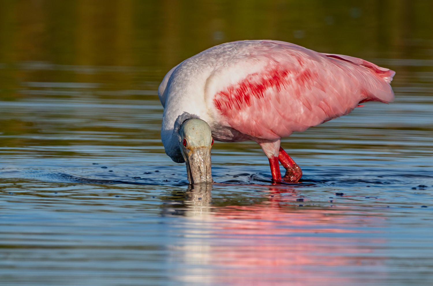 Close up Spoonbill diving_.jpg