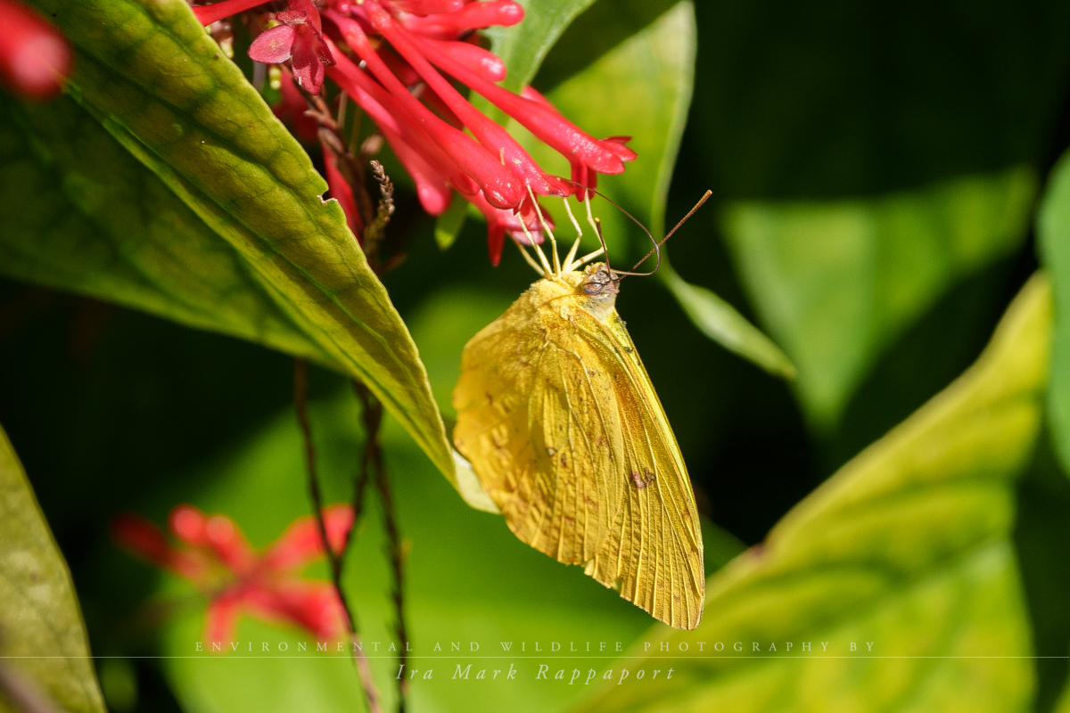 Cloudless Sulphur Butterfly.jpg