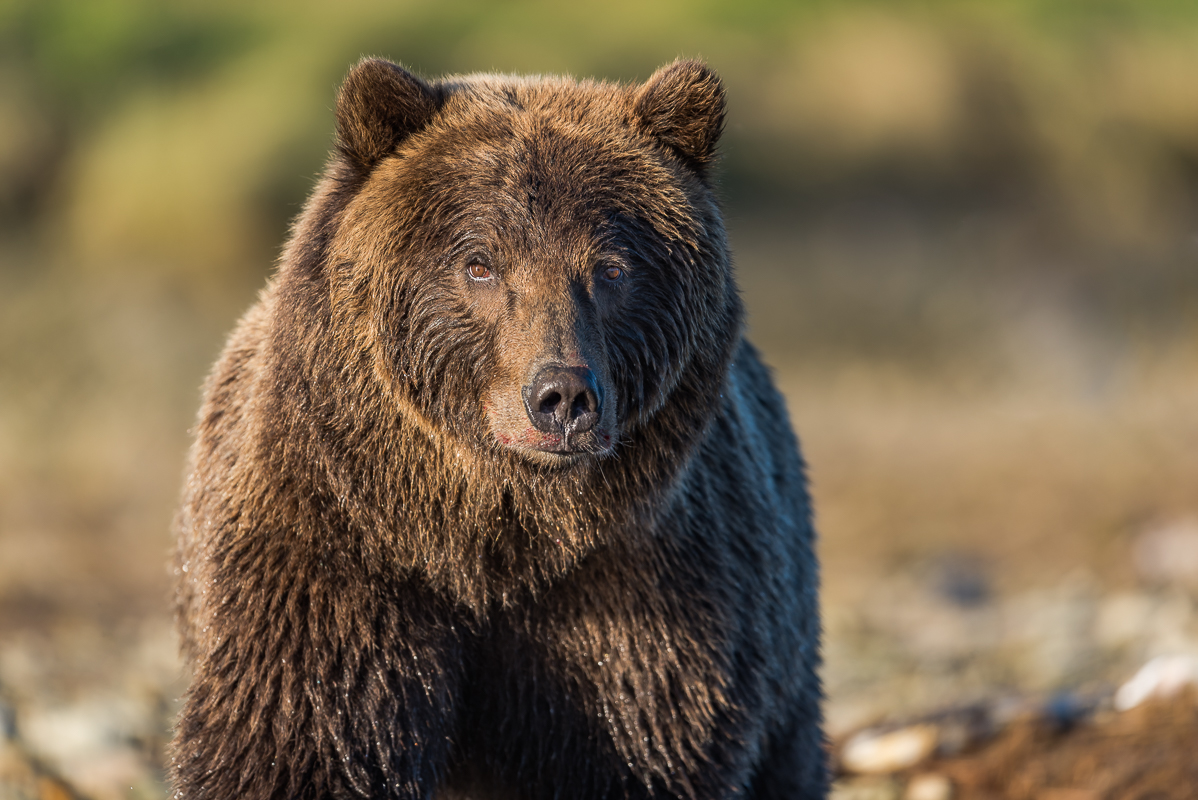 Coastal Brown Bear-2.jpg