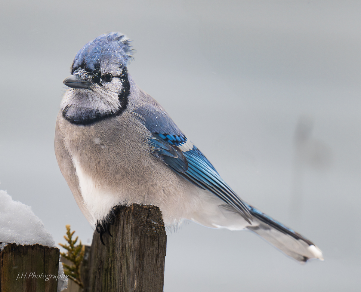 Cold Blue Jay.jpg