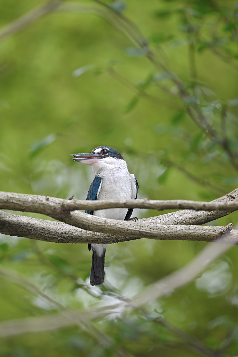 Collared Kingfisher - 1200px.jpg