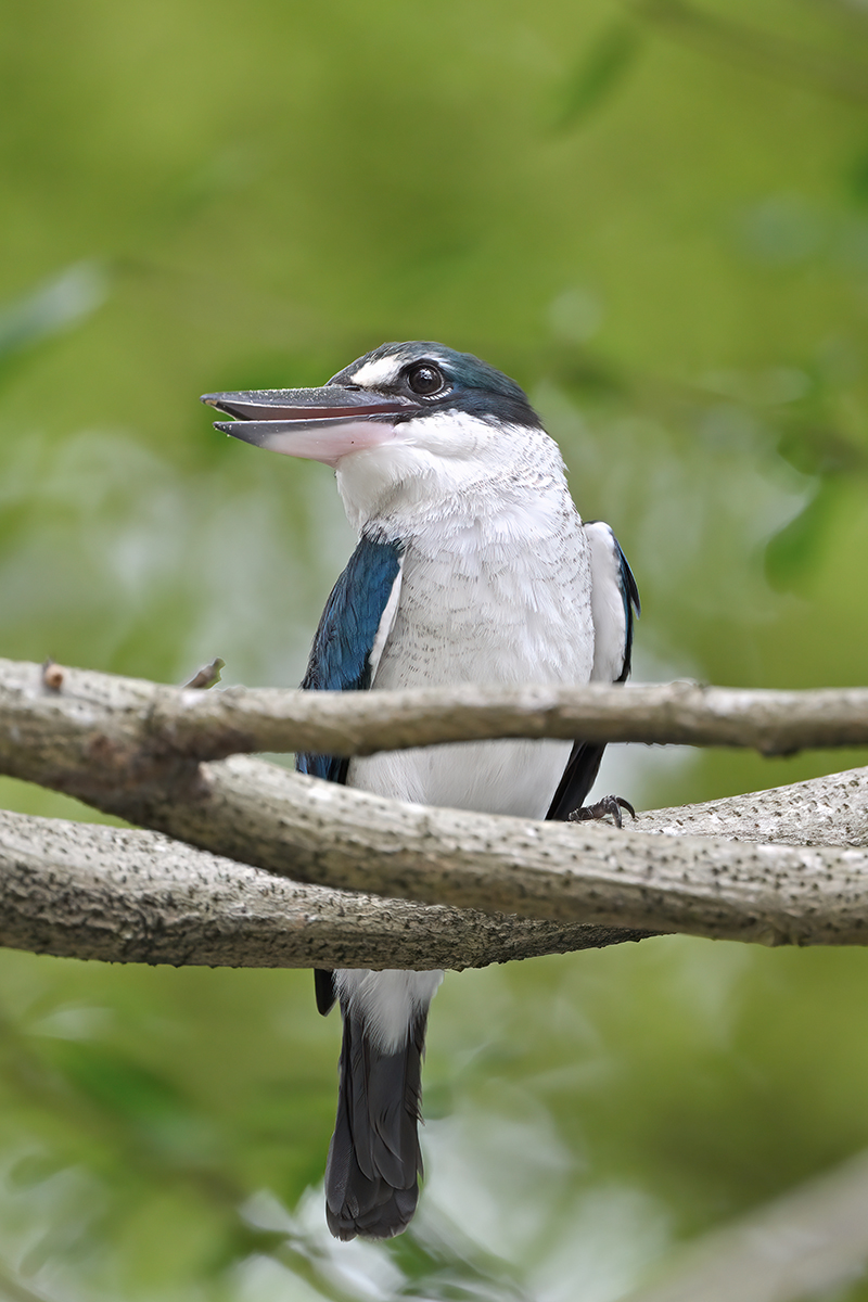 Collared Kingfisher cropped - 1200px.jpg