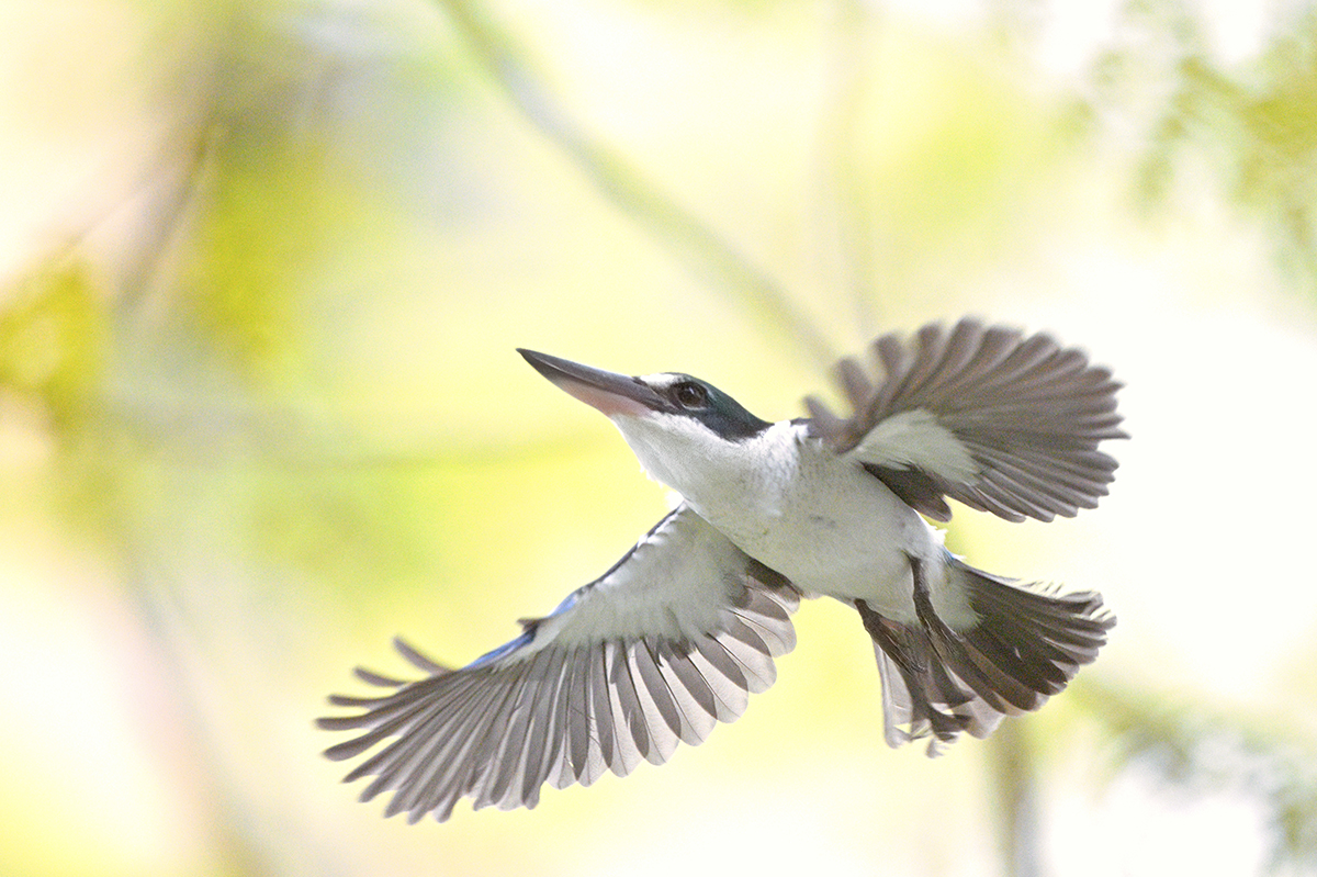 Collared Kingfisher flight cropped - 1200px.jpg