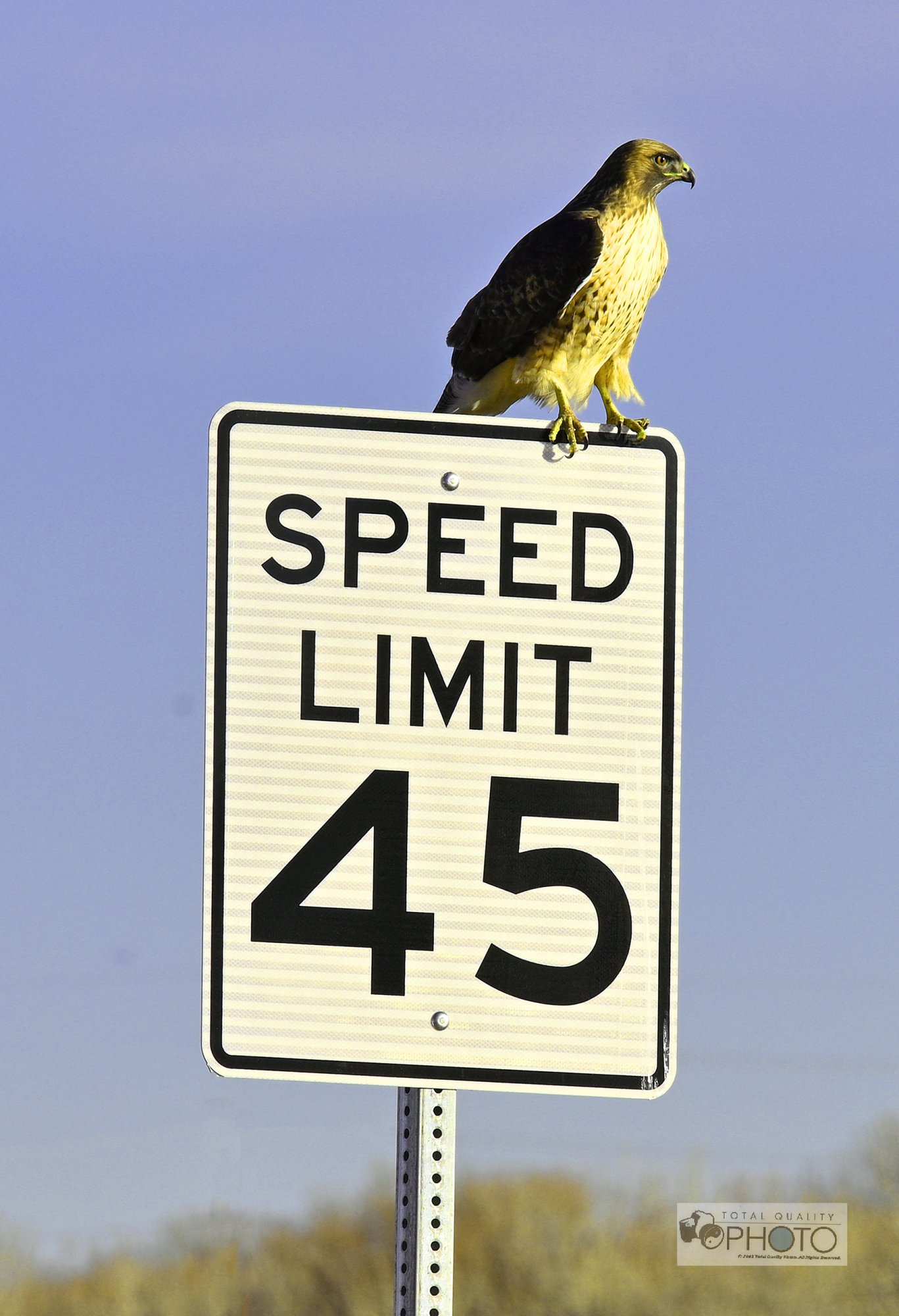Colorado Hawk doing Speed Limit V_3549rw.jpg