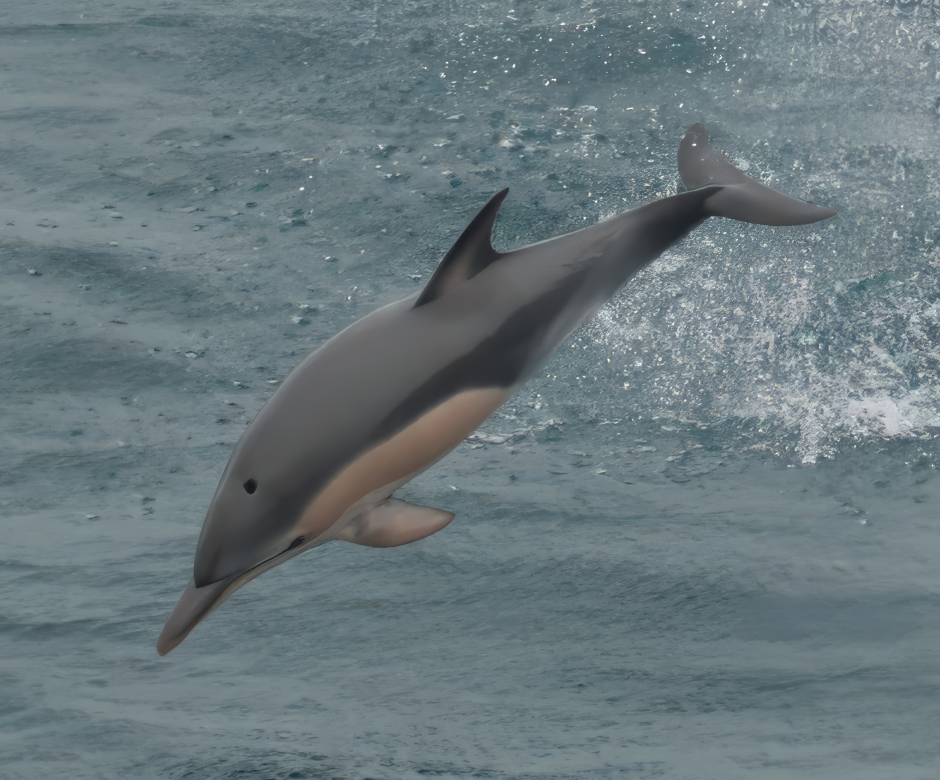 Common Dolphin 2716-TPZBCG.jpeg