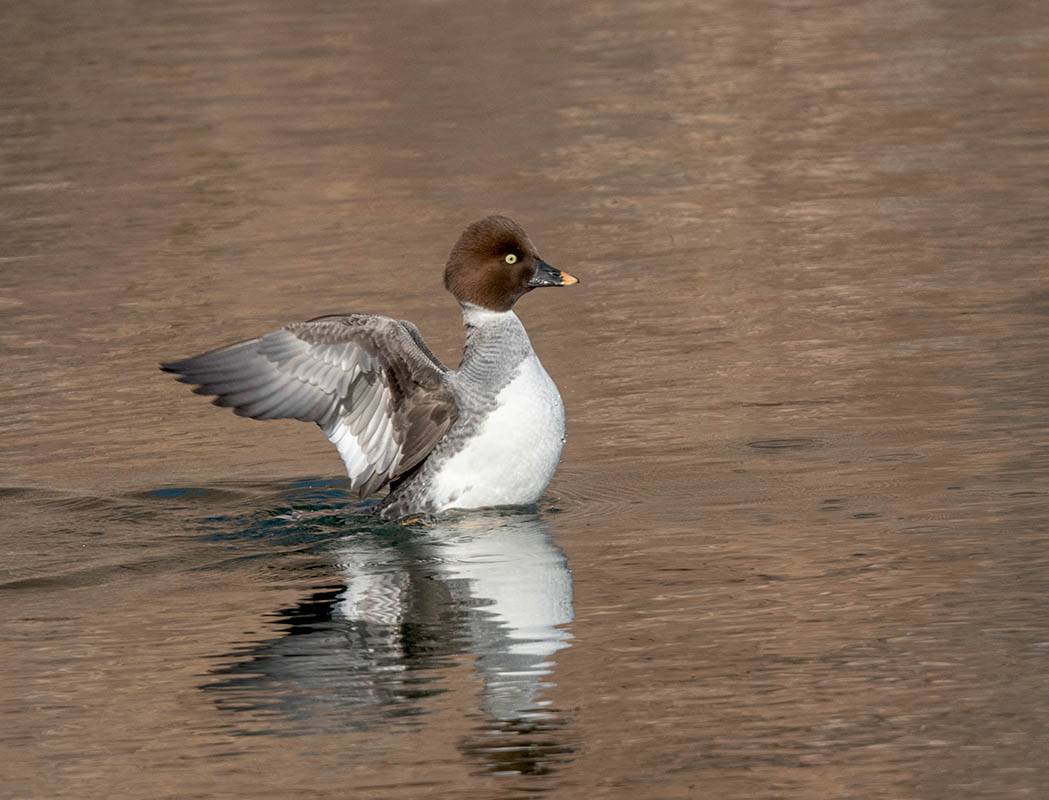 Common Goldeneye Parker Dam  500_755601122021.jpg