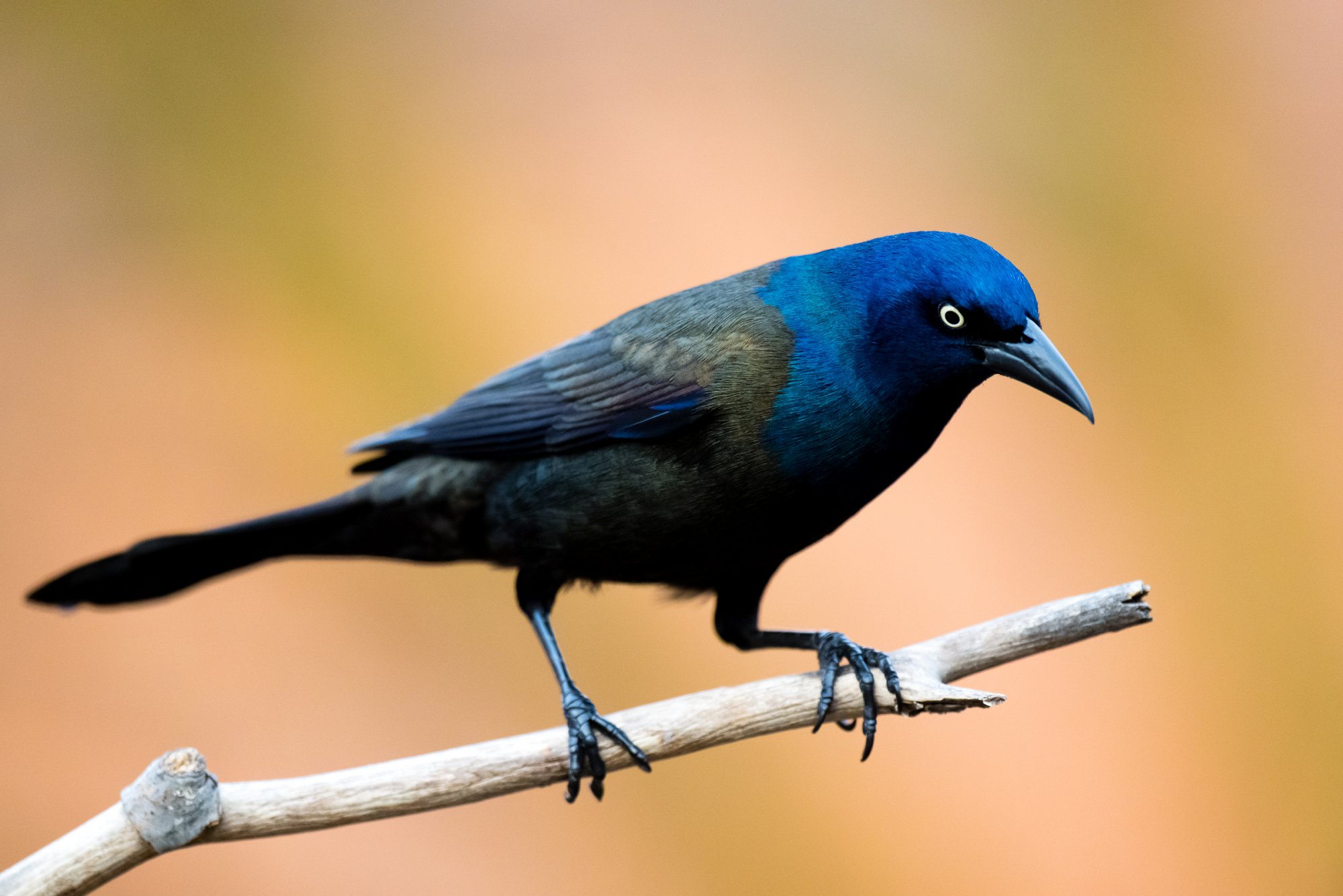 Common Grackle EVV z9-1-4.jpg