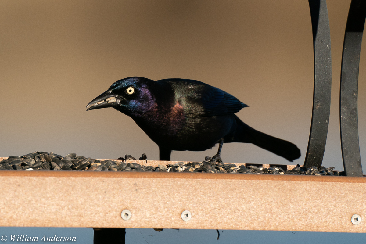 Common Grackle.jpg