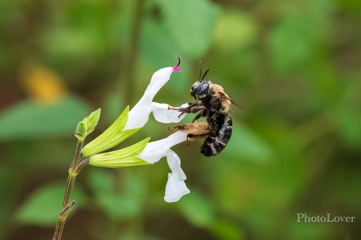 Common Longhorn Bee-1.jpg