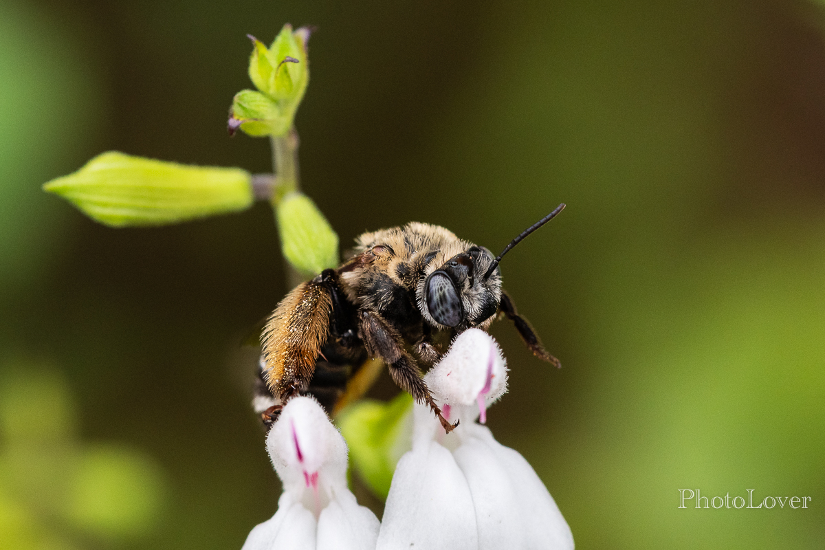 Common Longhorn Bee-2.jpg