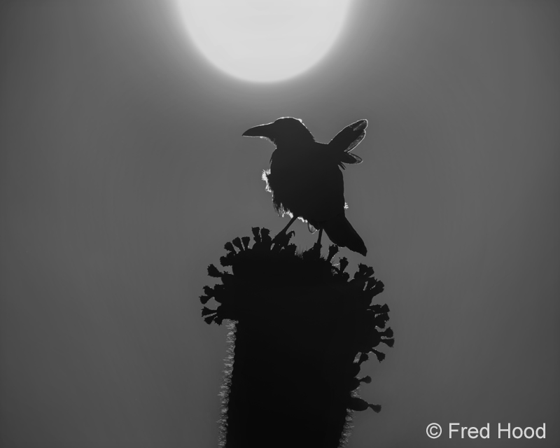 common raven S9517.jpg