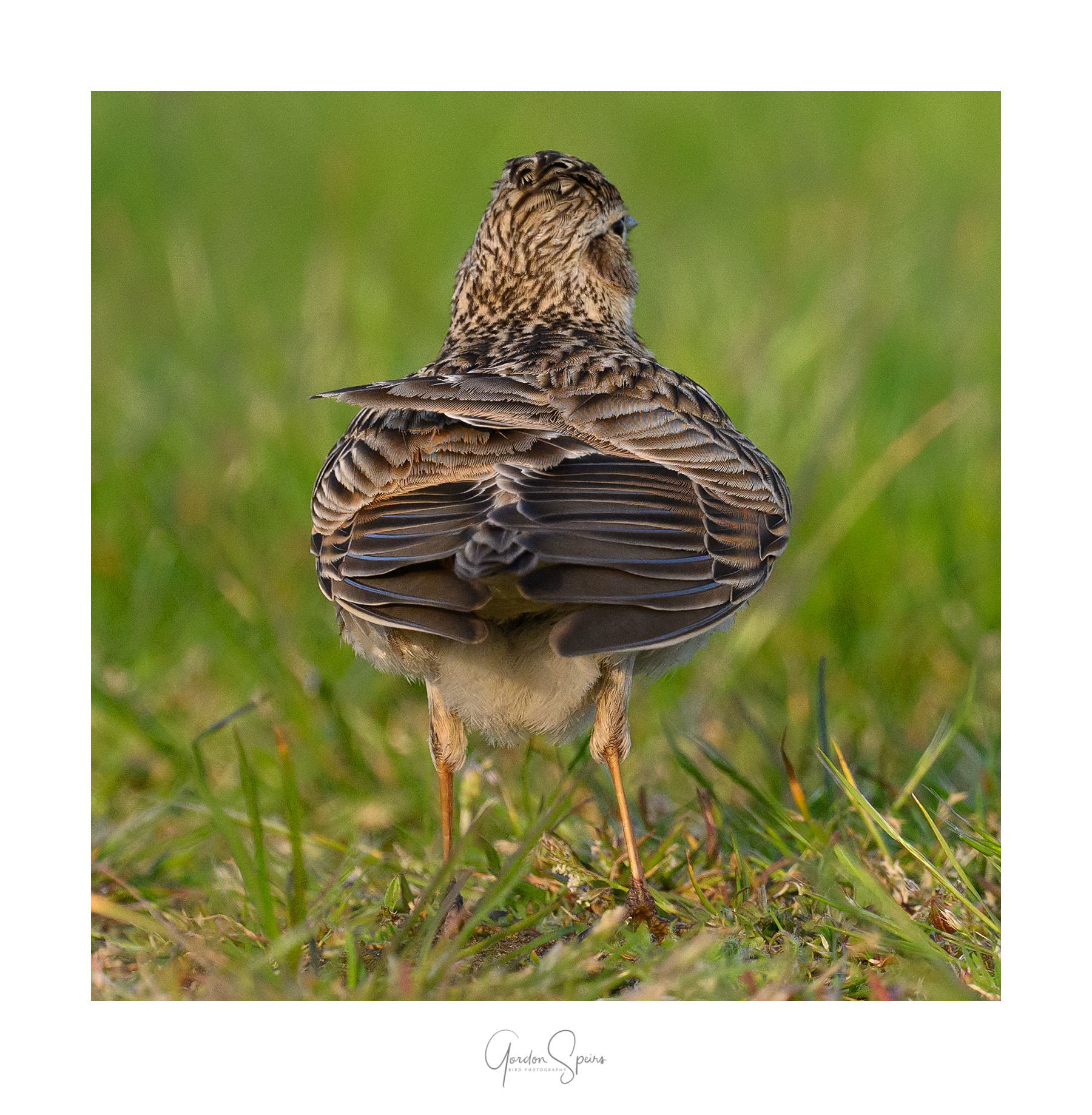 Common Skylark 39.jpg