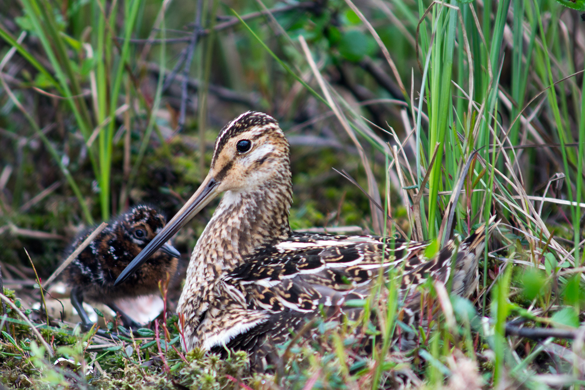 Common Snipe,.jpg